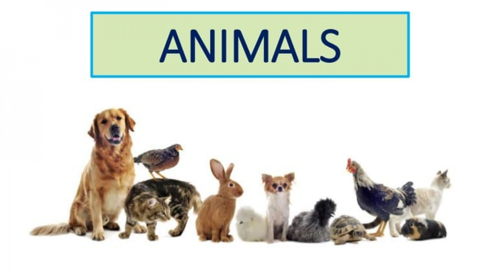 حیوانات در انگلیسی