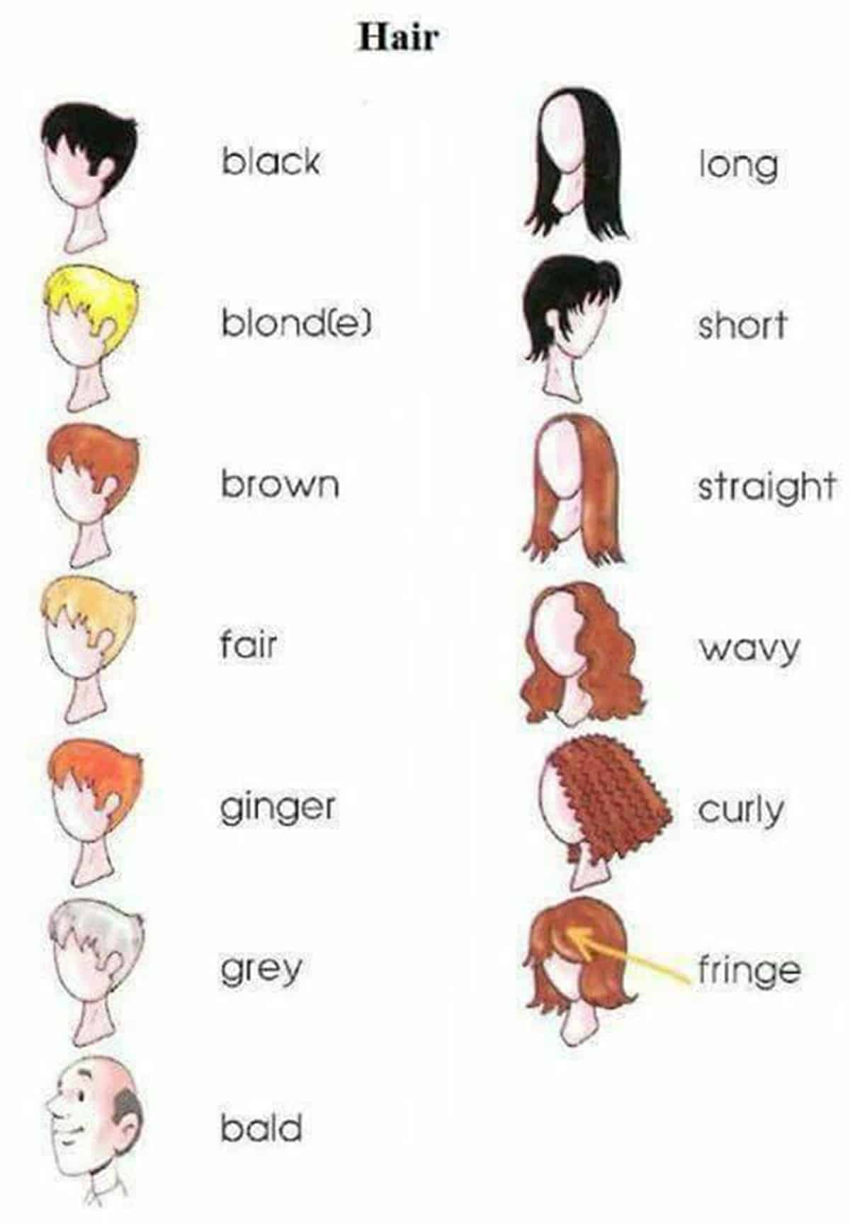 انواع مدل مو در انگلیسی